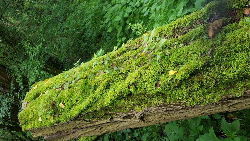 Arbre mort transformé en jardin naturel. De nombreux organismes recyclent le bois en permettant le retour de la matière organique en éléments minéraux assimilables par d'autres végétaux. BRUNO GODET 